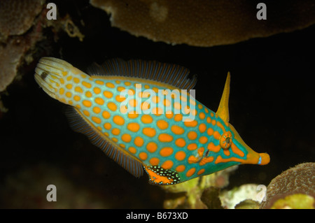 Longnose Filefish Oxymonacanthus longirostris Alor Lesser Sunda Islands Indo Pacific Indonesia Stock Photo