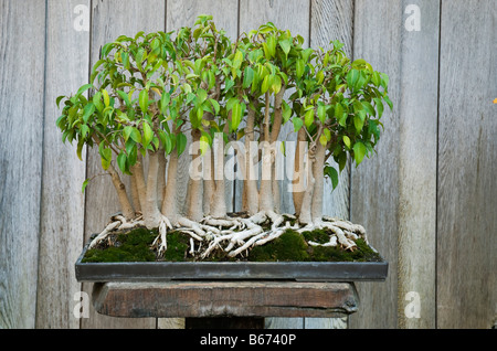 Weeping fig forest (ficus benjamina) grown as bonsai (22 trees). At the Huntington Botanical Gardens, Santa Monica, USA Stock Photo