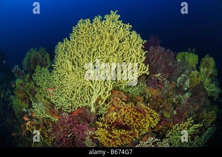 Variable Gorgonian Paramuricea clavata Susac Island Adriatic Sea Croatia Stock Photo