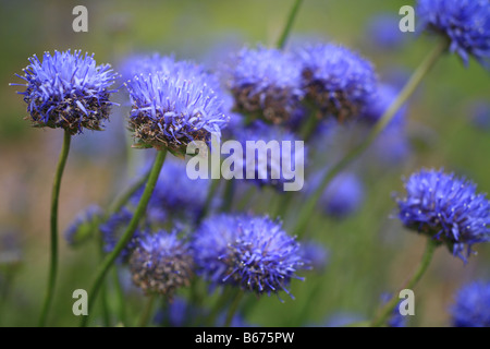 Cornflower Blue, flower heads 'Centaurea cyanus' Bachelors Button. Stock Photo