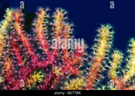 Polyps of variable Gorgonian Paramuricea clavata Susac Island Adriatic Sea Croatia Stock Photo