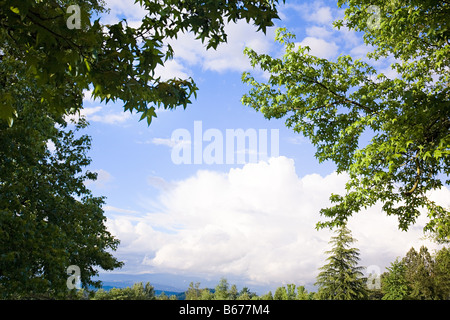 Clouds over trees Stock Photo