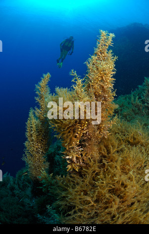 Diver over Algae Lastovo Island Bijelac Adriatic Sea Croatia Stock Photo