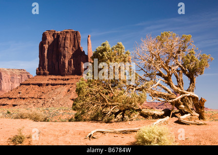 view of Juniper tree with sandstone formation in the background Stock Photo