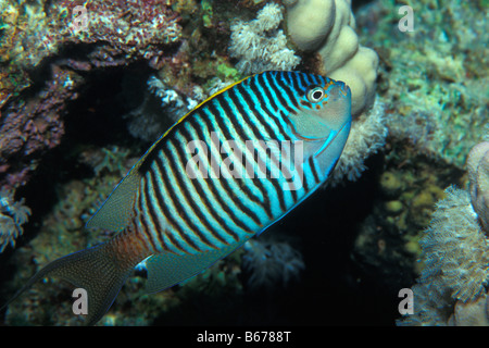 Zebra Lyretail Angelfish Geniacanthus caudovittatus Sinai Shark Bay Red Sea Egypt Stock Photo
