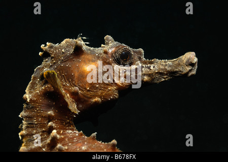 Short snouted Seahorse Hippocampus hippocampus Piran Adriatic Sea Slovenia Stock Photo