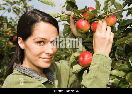Woman picking apples Stock Photo