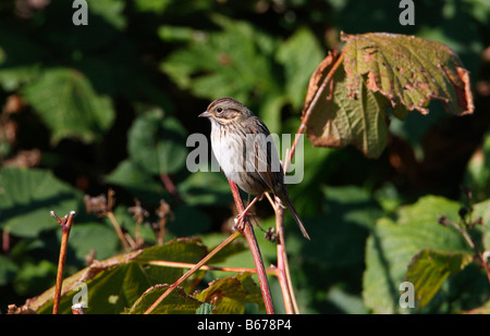 Lincoln's Sparrow Melospiza lincolnii perched sapling in garden at Nanaimo Vancouver Island in October Stock Photo