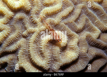 Gobi on Brain Coral Platygyra lamellina Marsa Alam Red Sea Egypt Stock Photo