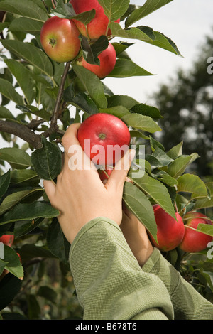 Woman picking an apple Stock Photo