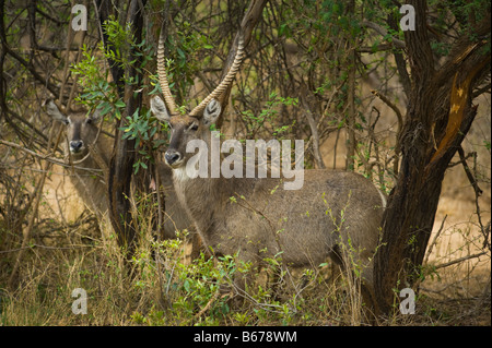 wildlife wild KOBUS ellipsiprymnus common waterbuck female and male with horn south-Africa south africa bush Stock Photo