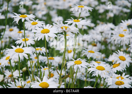 Field of white daisies for seed production in Zeeland Netherlands Stock Photo