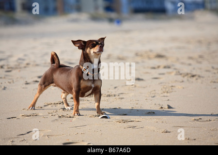 Brown Chiahuahua digs searches and plays on a sandy beach Stock Photo