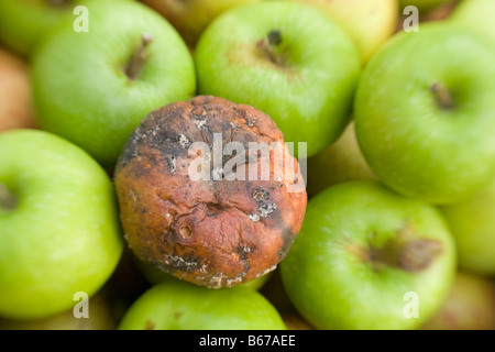 Rotten bad apple in among green healthy apples Stock Photo