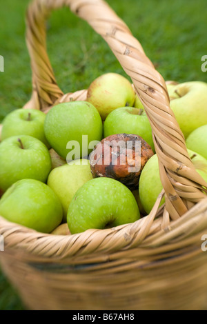 Rotten bad apple in basket of green apples Stock Photo