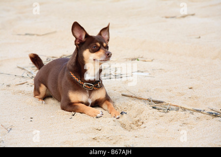 Brown Chihuahua digs searches and plays on a sandy beach Stock Photo