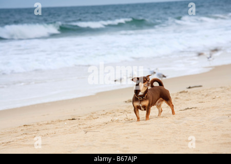 Brown Chiahuahua digs searches and plays on a sandy beach Stock Photo