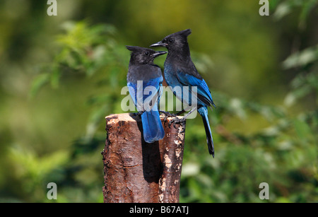 Steller's Jay Cyanocitta stelleri two together on tree stump in garden at Nanaimo Vancouver Island BC in September Stock Photo
