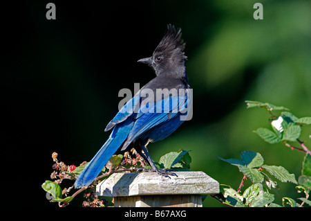 Steller's Jay Cyanocitta stelleri two together on tree stump in garden at Nanaimo Vancouver Island BC in September Stock Photo