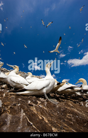 Morus bassanus, gannet colony, Bass Rock, Scotland Stock Photo