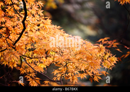 Acer palmatum 'Elegans'  autumn colour Stock Photo