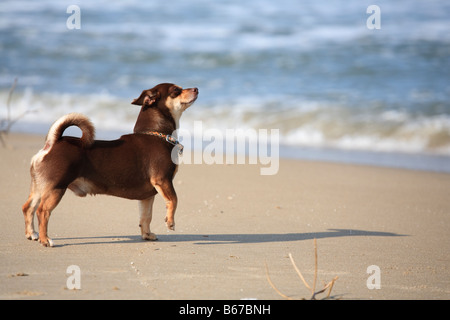 Brown Chiahuahua digs searches and plays on a sandy beach Stock Photo