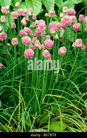 Flowering Chives - Allium schoenoprasum, Wiltshire, UK. Stock Photo
