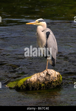 Grey Heron (Ardea cinerea) standing on one leg Stock Photo