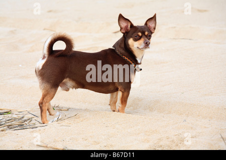 Brown Chiahuahua digs searches and plays on a sandy beach Stock Photo