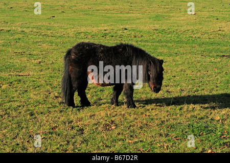 Pony Osterley Park London Stock Photo