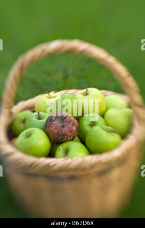 Rotten bad apple in a basket of green apples Stock Photo
