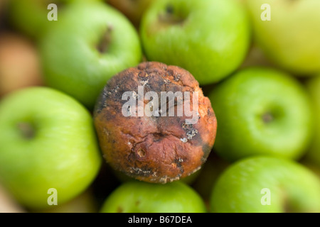 Rotten bad apple in among green healthy apples Stock Photo