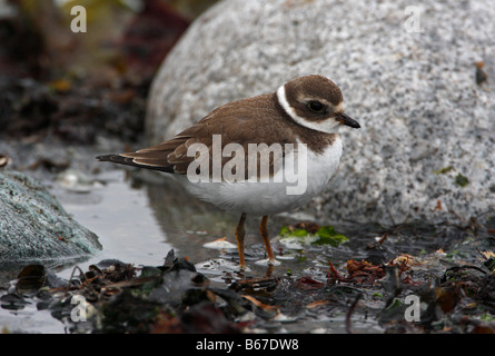 Semipalmated Plover Charadrius semipalmatus standing in rock pool on beach at Whiffin Spit Vancouver Island BC in September Stock Photo