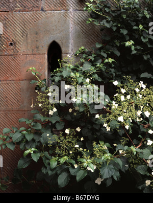 Climbing Hydrangea growing on the wall at Inveraray Castle, Argyll, Scotland, UK. Stock Photo