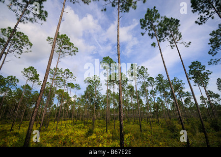 Pine flatwoods North Florida Stock Photo