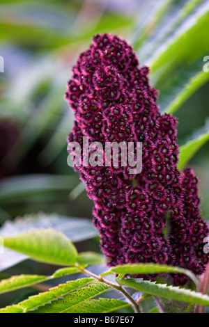 Rhus typhina - Stag's horn Sumach, fruit in autumn. Stock Photo