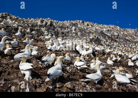 Morus bassanus, gannet colony, Bass Rock, Scotland Stock Photo