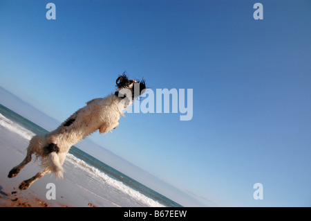 A springer spaniel springing to action on the beach. Stock Photo