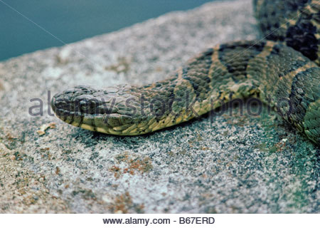 Northern Water Snake Ontario Canada Stock Photo: 13582802 - Alamy