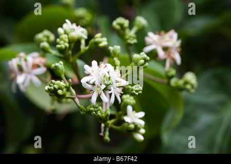 Seven sons tree (Heptacodium miconioides). Called Seven son flower also ...
