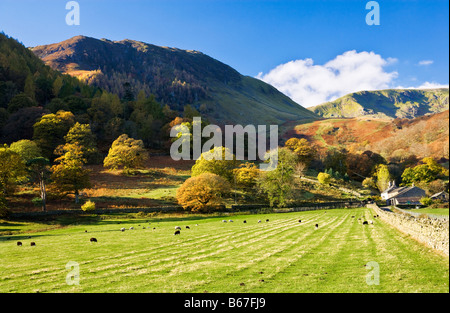 Sheep grazing beneath the fells on a sunny autumn day at Glencoyne in the Lake District National Park Cumbria England UK Stock Photo