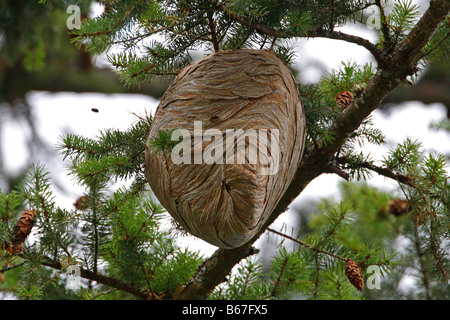 Wasp nest high up in a tree at Qualicum Vancouver Island BC in August Stock Photo