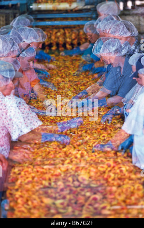 Fruit processing, South Australia Stock Photo