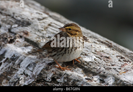 Savannah Sparrow Passerculus sandwichensis perched on a rock on beach at Whiffin Spit Vancouver Island BC in September Stock Photo