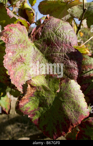 Vinho Verde vines in the Minho region, Portugal Stock Photo