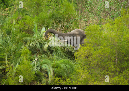 wildlife wild  Elefant elephant loxodonta africana south-Afrika south africa eating palm tree destroy destroying eat eating feed Stock Photo