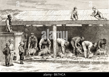 Sheep Shearing in Australia circa 1880 Stock Photo