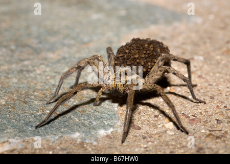 Female Wolf Spider Lycosa narbonensis carrying hundreds of spiderlings on her back Peloponnese Greece Stock Photo