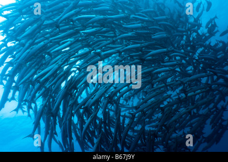 School of great barracudas (Sphyraena barracuda) underwater Sipadan Celebes sea Stock Photo