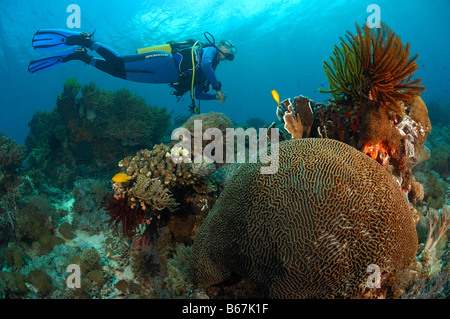 Diver over Brain coral Platygyra lamellina Alor Lesser Sunda Islands Indo Pacific Indonesia Stock Photo